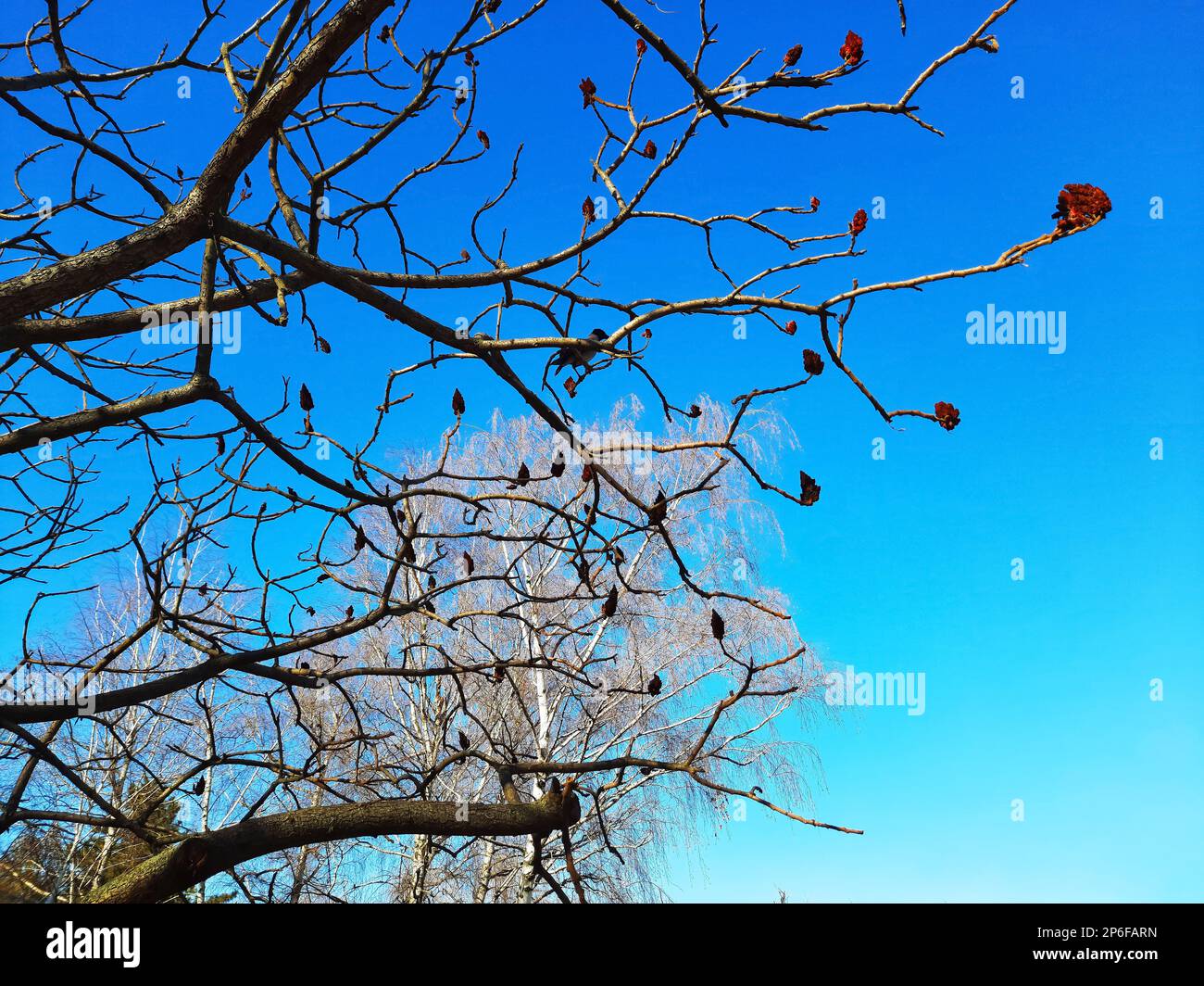 Im Frühling im Stadtpark ein Sumachirsch gehornt. Große Krone von Rhus typhina L mit den leuchtend roten Früchten des letzten Jahres. Stockfoto