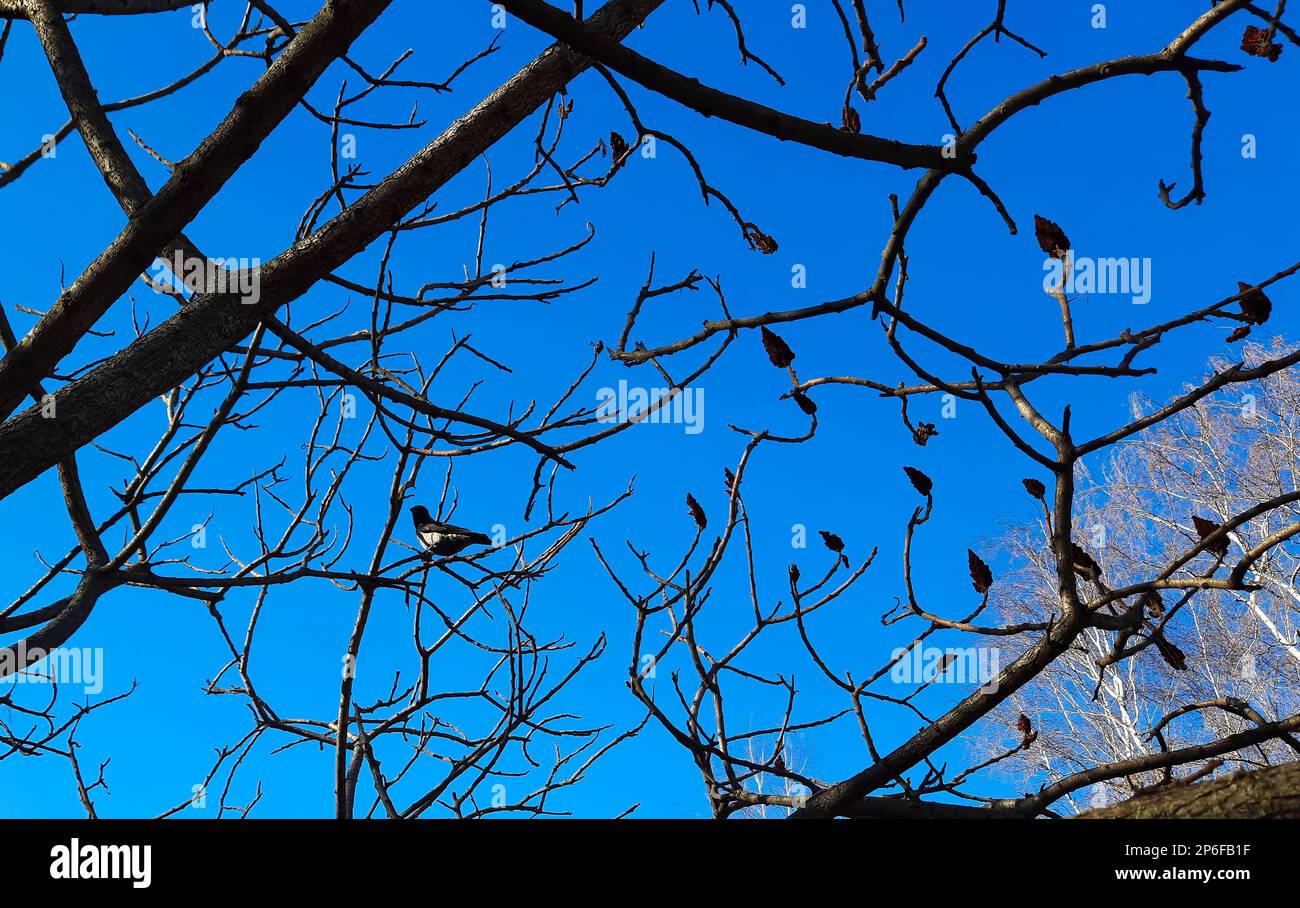 Im Frühling im Stadtpark ein Sumachirsch gehornt. Große Krone von Rhus typhina L mit den leuchtend roten Früchten des letzten Jahres. Stockfoto