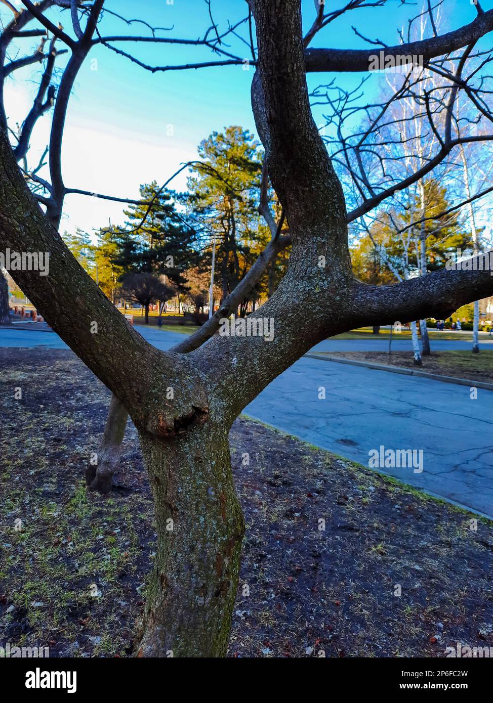 Im Frühling im Stadtpark ein Sumachirsch gehornt. Große Krone von Rhus typhina L mit den leuchtend roten Früchten des letzten Jahres. Stockfoto Im Frühling im Stadtpark ein Sumachirsch gehornt. Große Krone von Rhus typhina L mit den leuchtend roten Früchten des letzten Jahres. Stockfoto