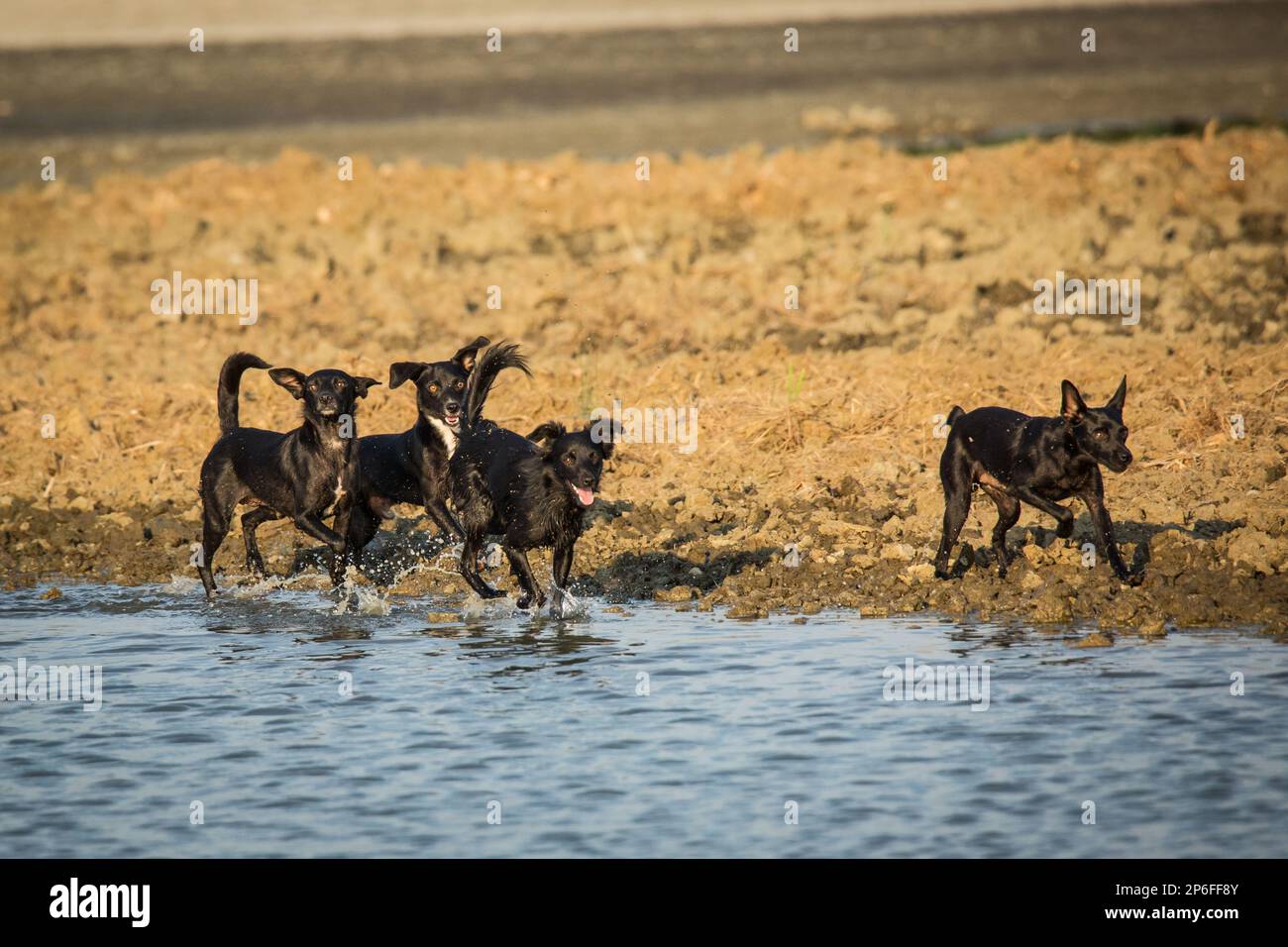 Schöne Hunde Stockfoto