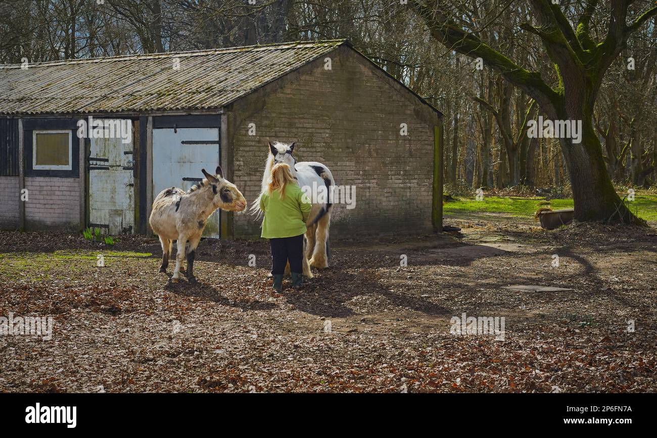 Lady füttert einen Esel und ein Pferd vor einem Stall mit Wald im Hintergrund. Stockfoto