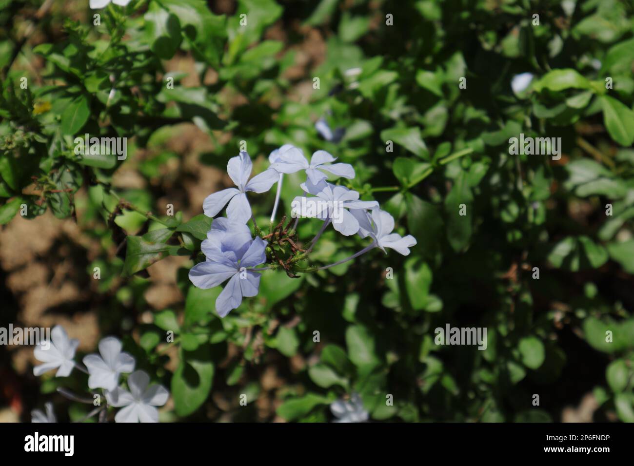 Blüten einer blauen Plumbago-Pflanze (Plumbago Auriculata) im Garten Stockfoto