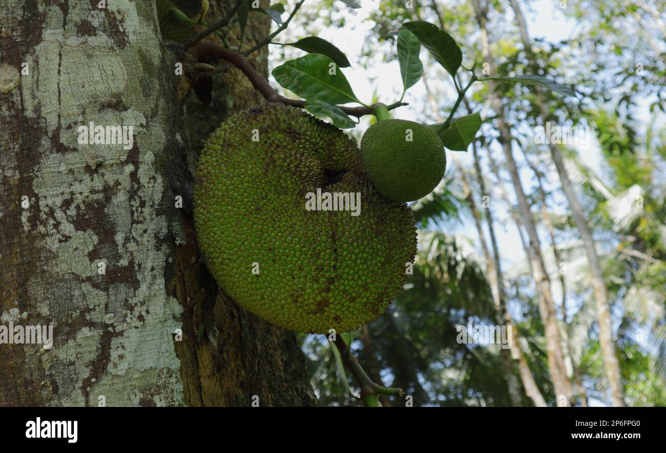 Eine reife und beschädigte Jack Fruit mit einer zarten Jack Fruit wächst auf einem Baumstamm Stockfoto