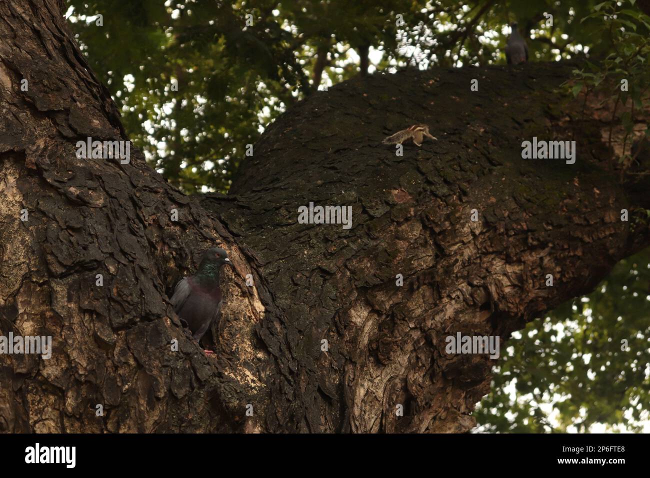 Wunderschöner grüner Baum mit Fauna in Mumbai, Indien Stockfoto