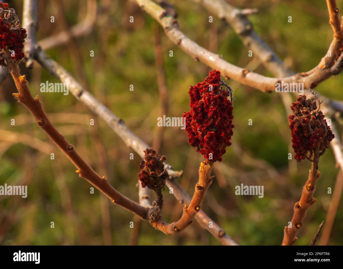 Sumac mit Hirschgeweih im Frühling. Große Zweige von Rhus typhina L mit den leuchtend roten Früchten des letzten Jahres. Stockfoto Sumac mit Hirschgeweih im Frühling. Große Zweige von Rhus typhina L mit den leuchtend roten Früchten des letzten Jahres. Stockfoto