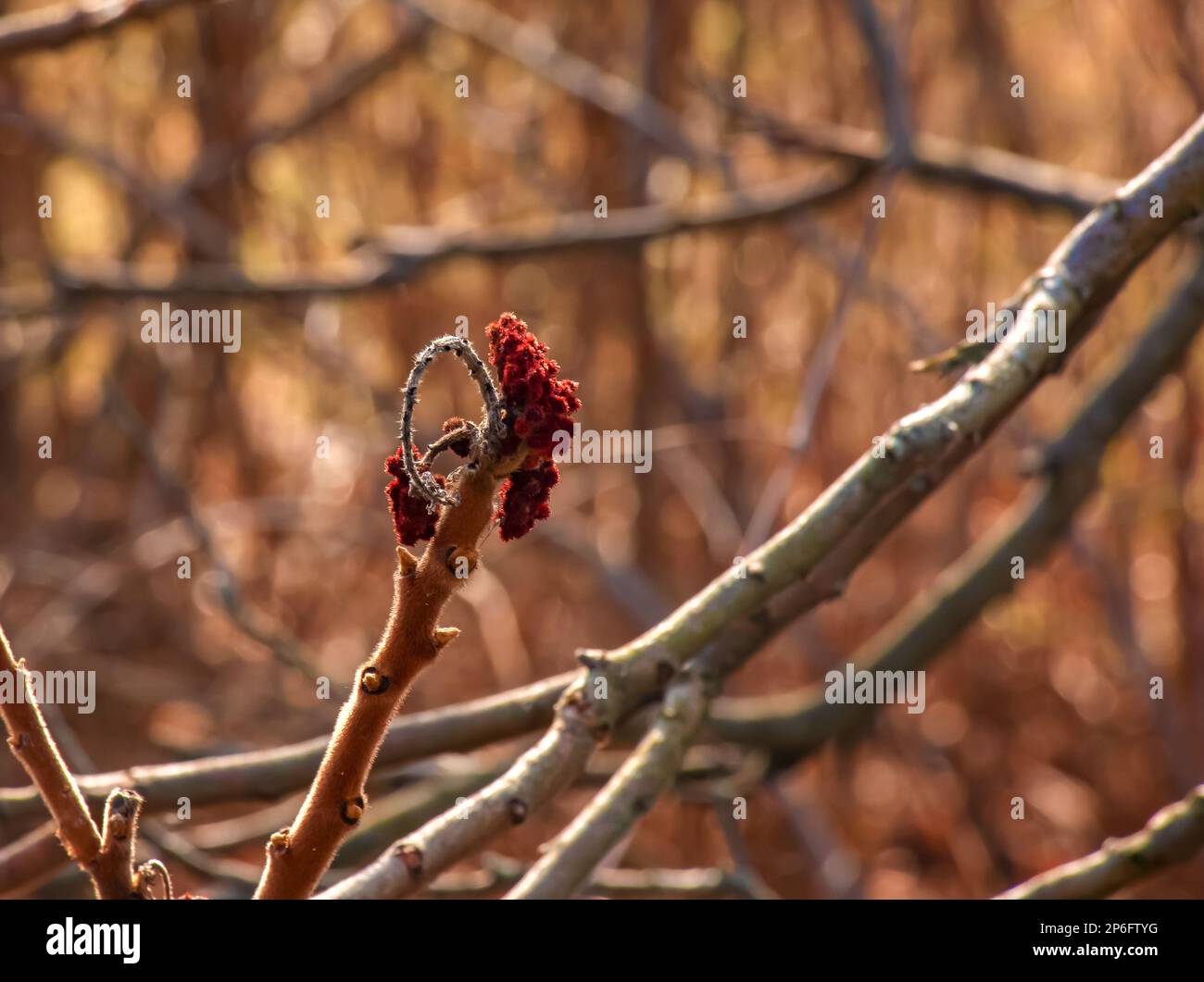 Sumac mit Hirschgeweih im Frühling. Große Zweige von Rhus typhina L mit den leuchtend roten Früchten des letzten Jahres. Stockfoto Sumac mit Hirschgeweih im Frühling. Große Zweige von Rhus typhina L mit den leuchtend roten Früchten des letzten Jahres. Stockfoto