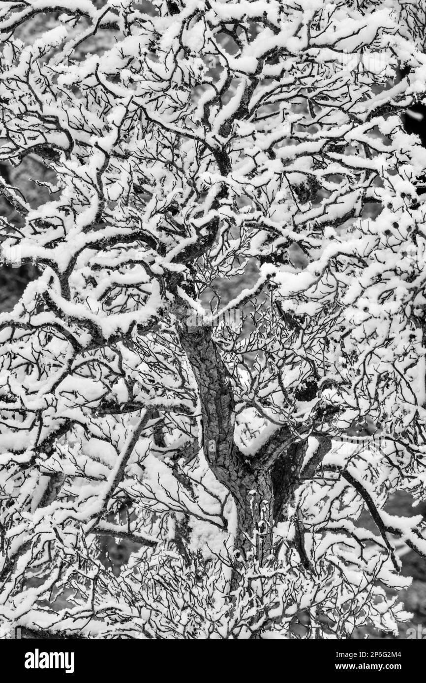 Schneebedeckter Baum Stockfoto