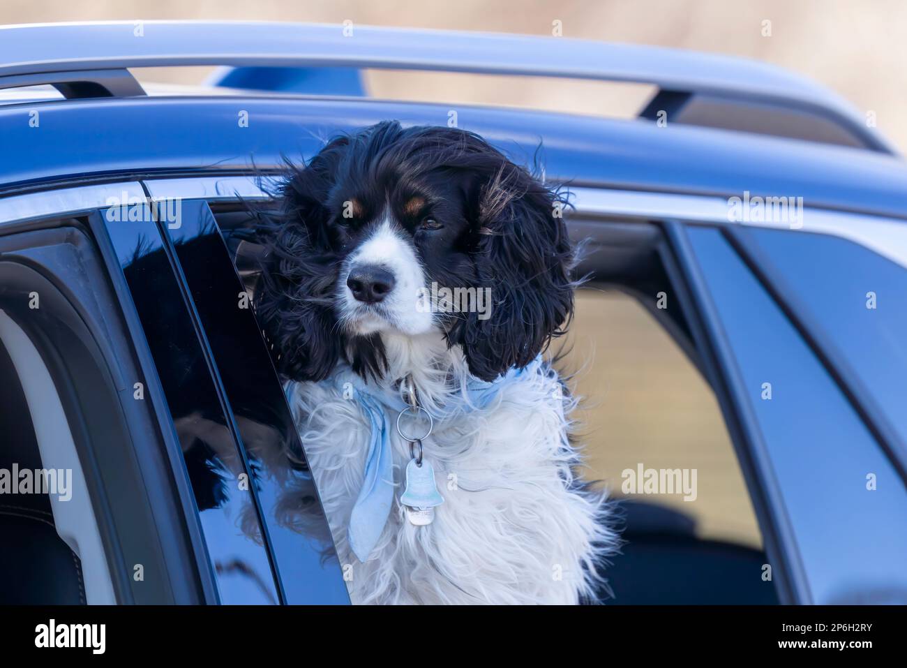 Eine beliebte Spaniel-Rasse, die die Umgebung vom Auto aus beobachtet Stockfoto