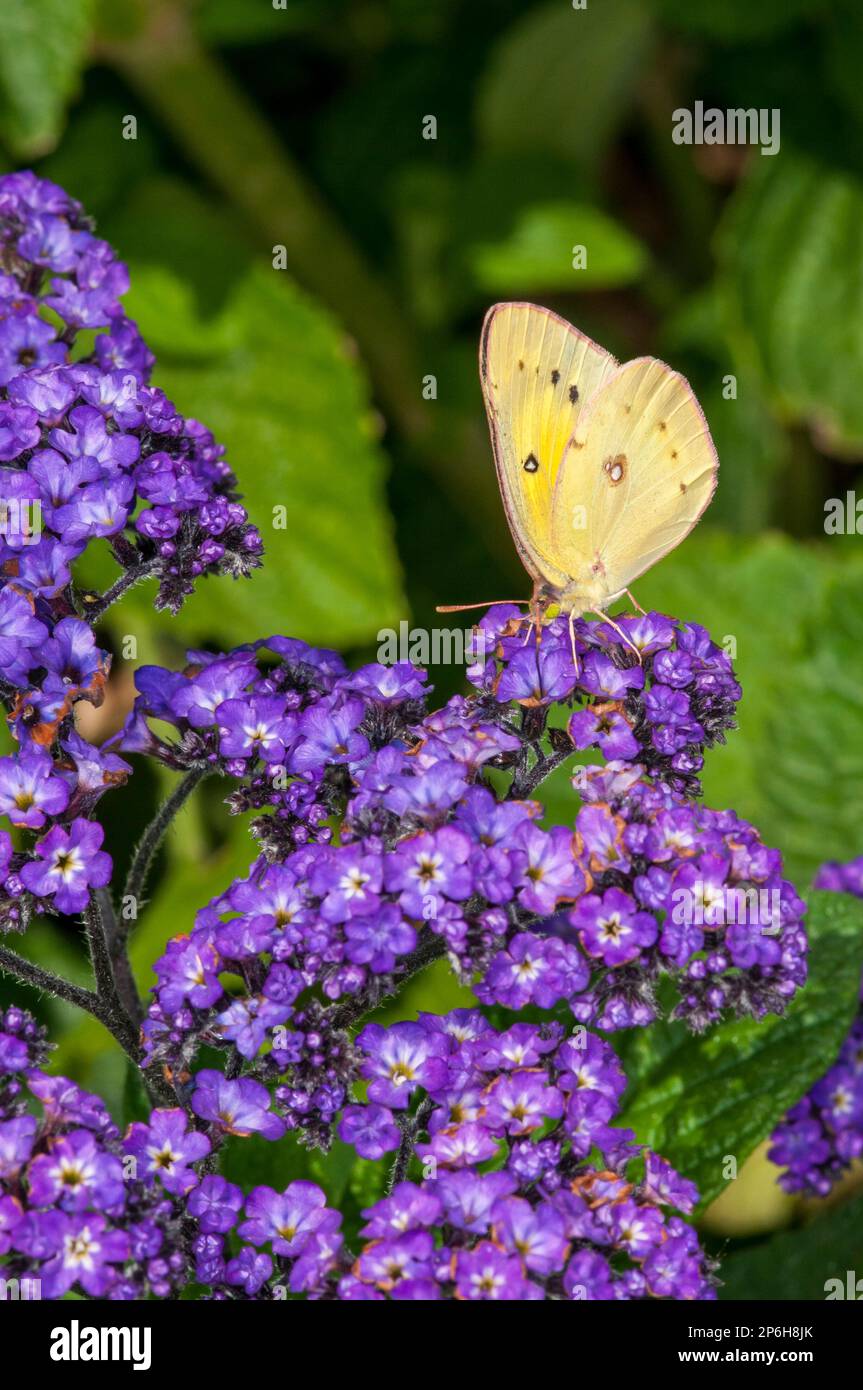 Vadnais Heights, Minnesota. Orangensulfber, Colias-eurythematisch, die sich von lila Blumen ernähren. Stockfoto