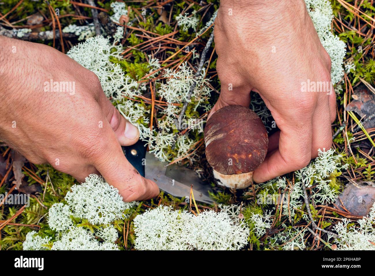 Die Person (nur die Hände) pflückt im Wald Pilze aus Pinienbolete Stockfoto