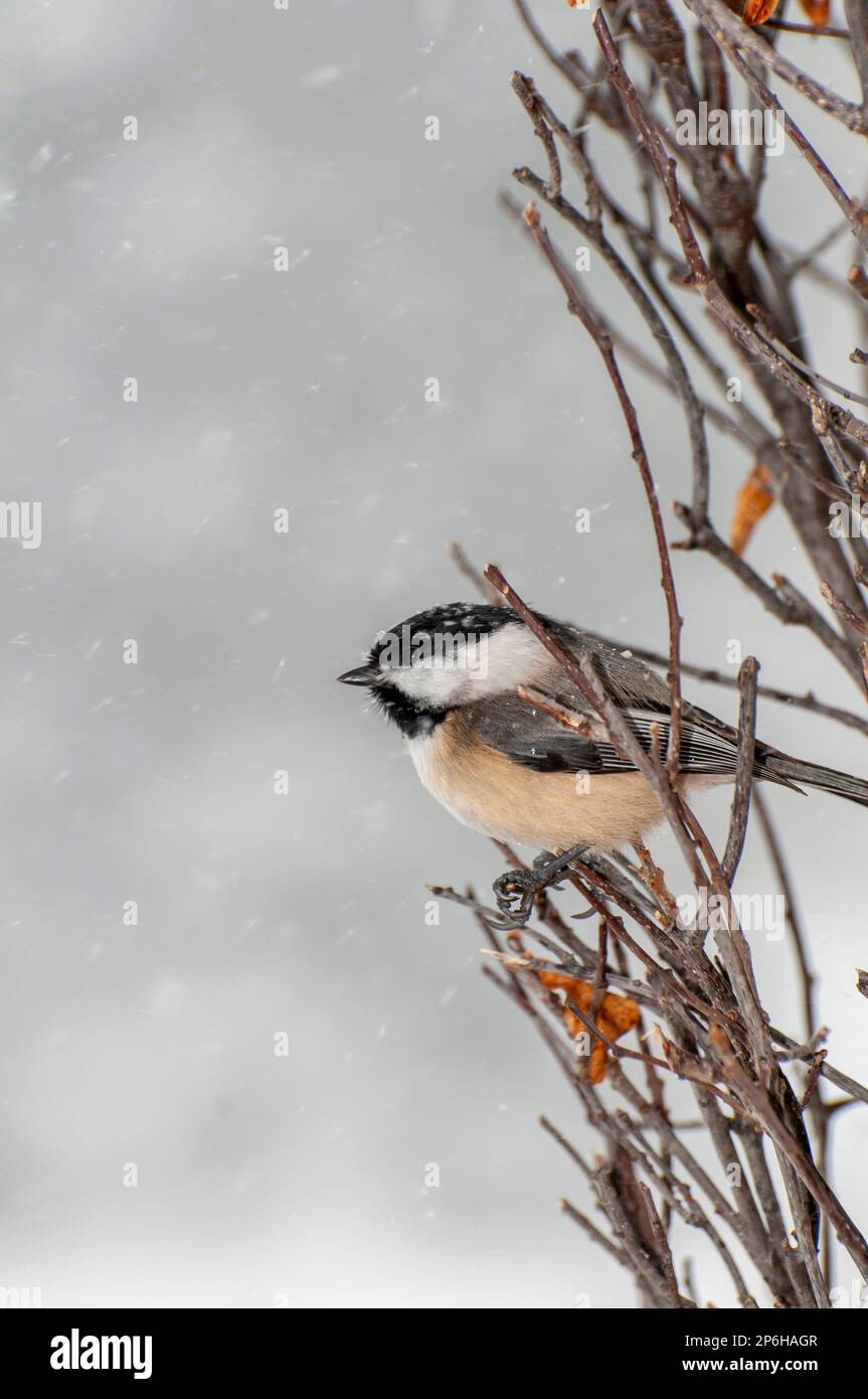 Vadnais Heights, Minnesota. Chickadee mit schwarzem Kappen, Poecile Atricapillus, hoch oben auf einem Ast bei Schneefall im Winter. Stockfoto