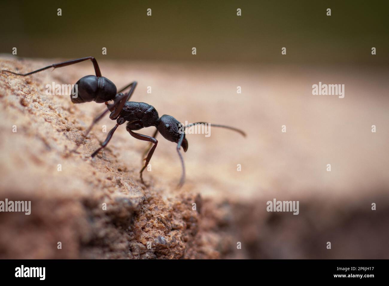 Schwarze Ameise, die über den Rand einer Steinmauer blickt. Hochwertige Bilder mit scharfen Augen, Beinen, Beinen und Antennen der Ameisen. Stockfoto