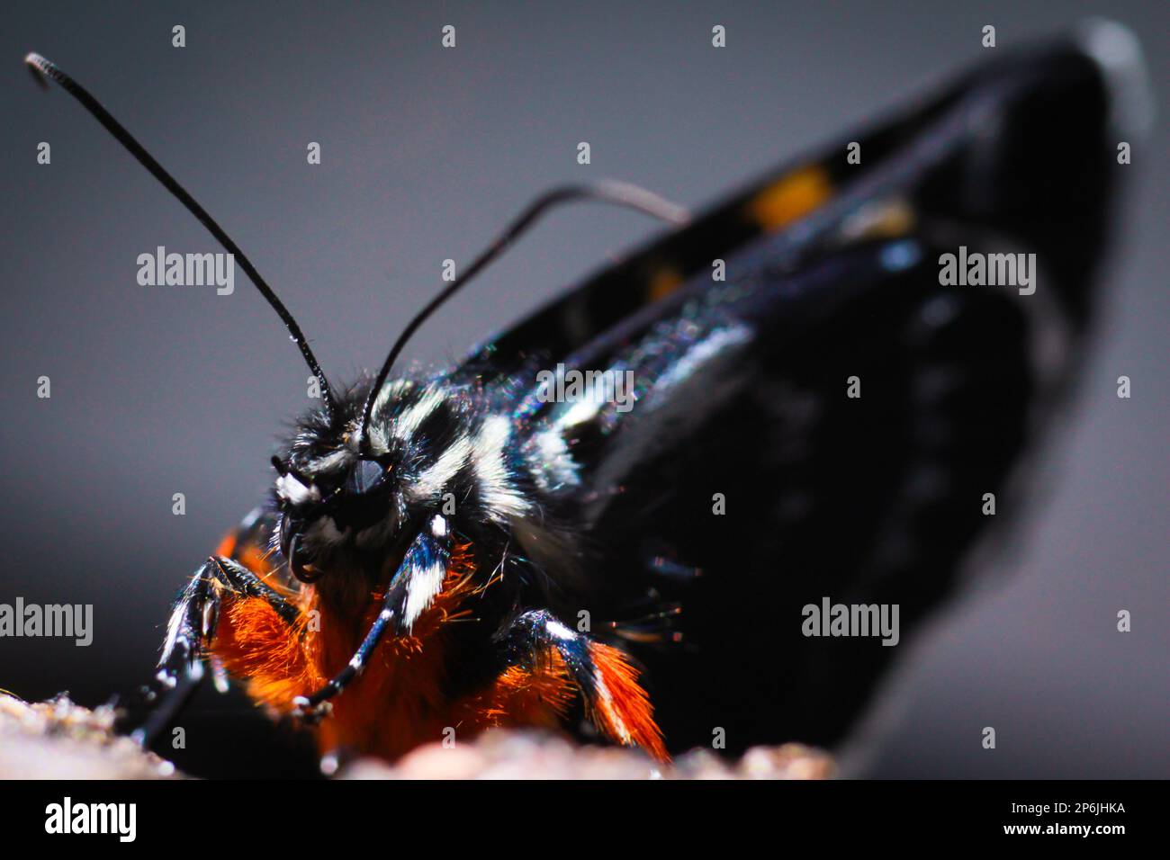 Ein glitzernder Schmetterling, der auf dem Boden ruht, und das Licht, das durch ihren Pelz scheint, sorgt für brillanten Glanz. Stockfoto