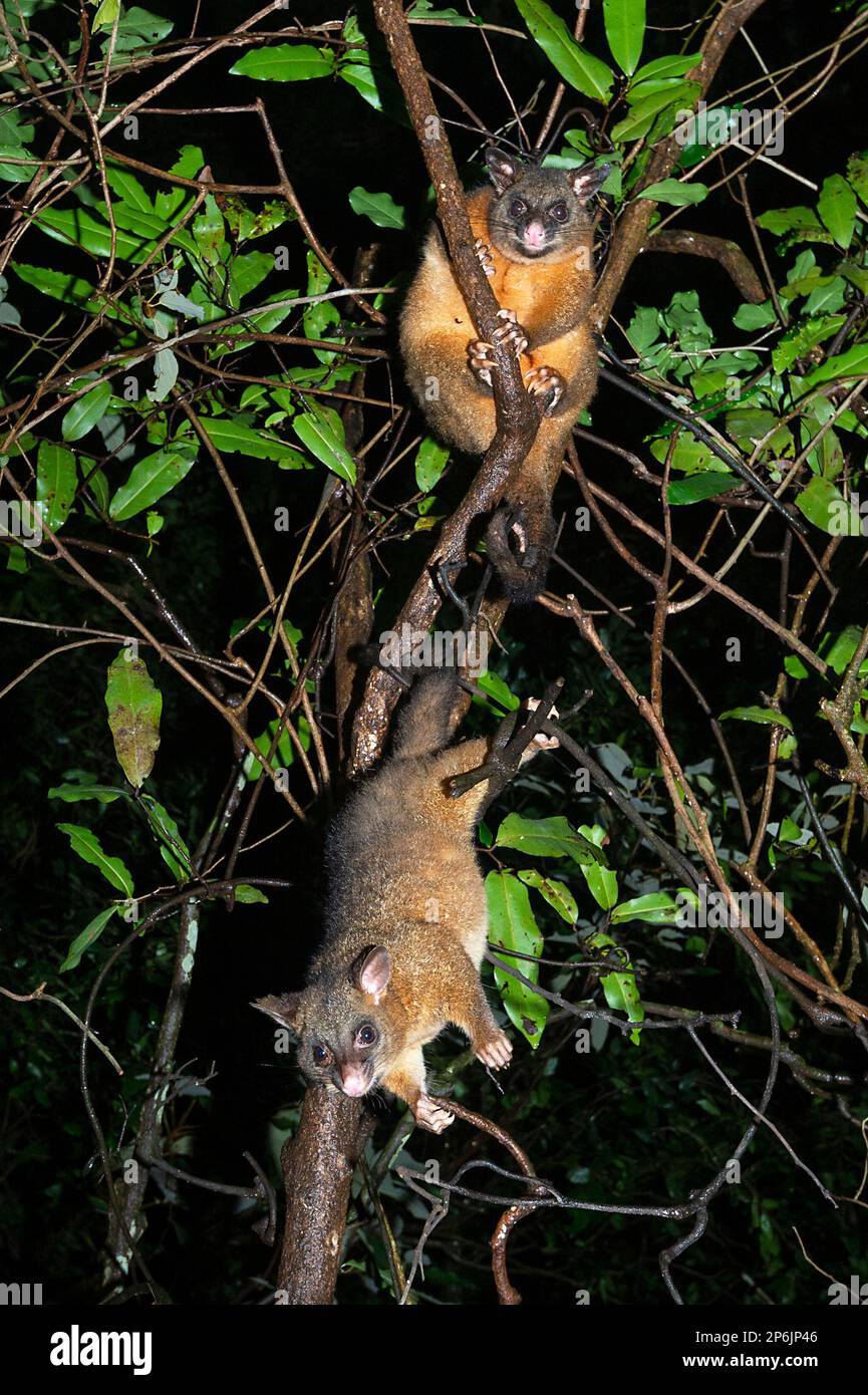 Zwei Possums (Trichosurus vulpecula), die nachts im Regenwald auf einer Gliedmaße sitzen, Atherton Tablelands, Far North Queensland, FNQ, Stockfoto