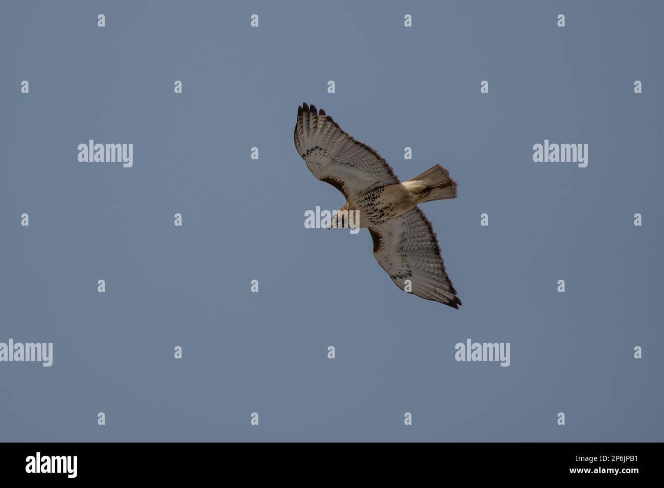 Rotschwanz-Falke im Flug. Stockfoto