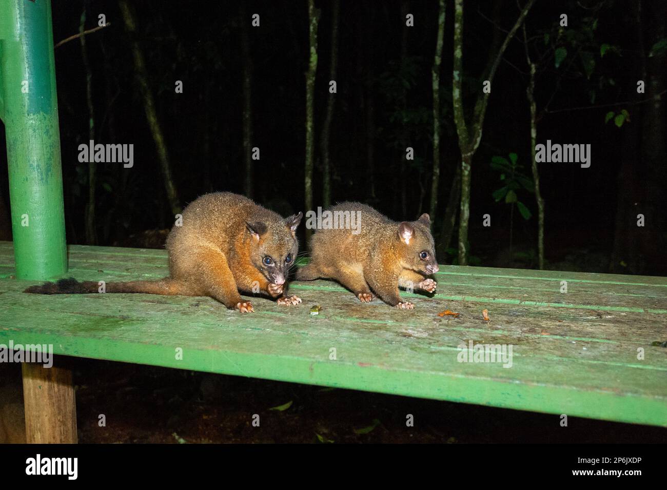 Zwei Common Brushtail Possums (Trichosurus vulpecula), die nachts im Regenwald Atherton Tablelands, Far North Queens, an einer Fütterungsstation essen Stockfoto