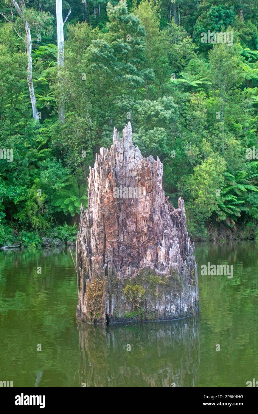 Überfluteter Baum in Lake Elizabeth, Great Otway National Park Stockfoto