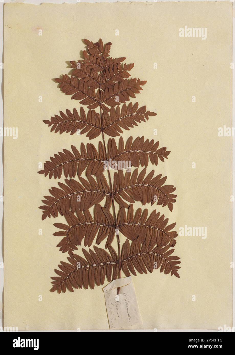 Unbekannt (britisch, 19. Jahrhundert), Osmunda Eegalis-Nordeuropa, ca. 1850, Farn. Stockfoto