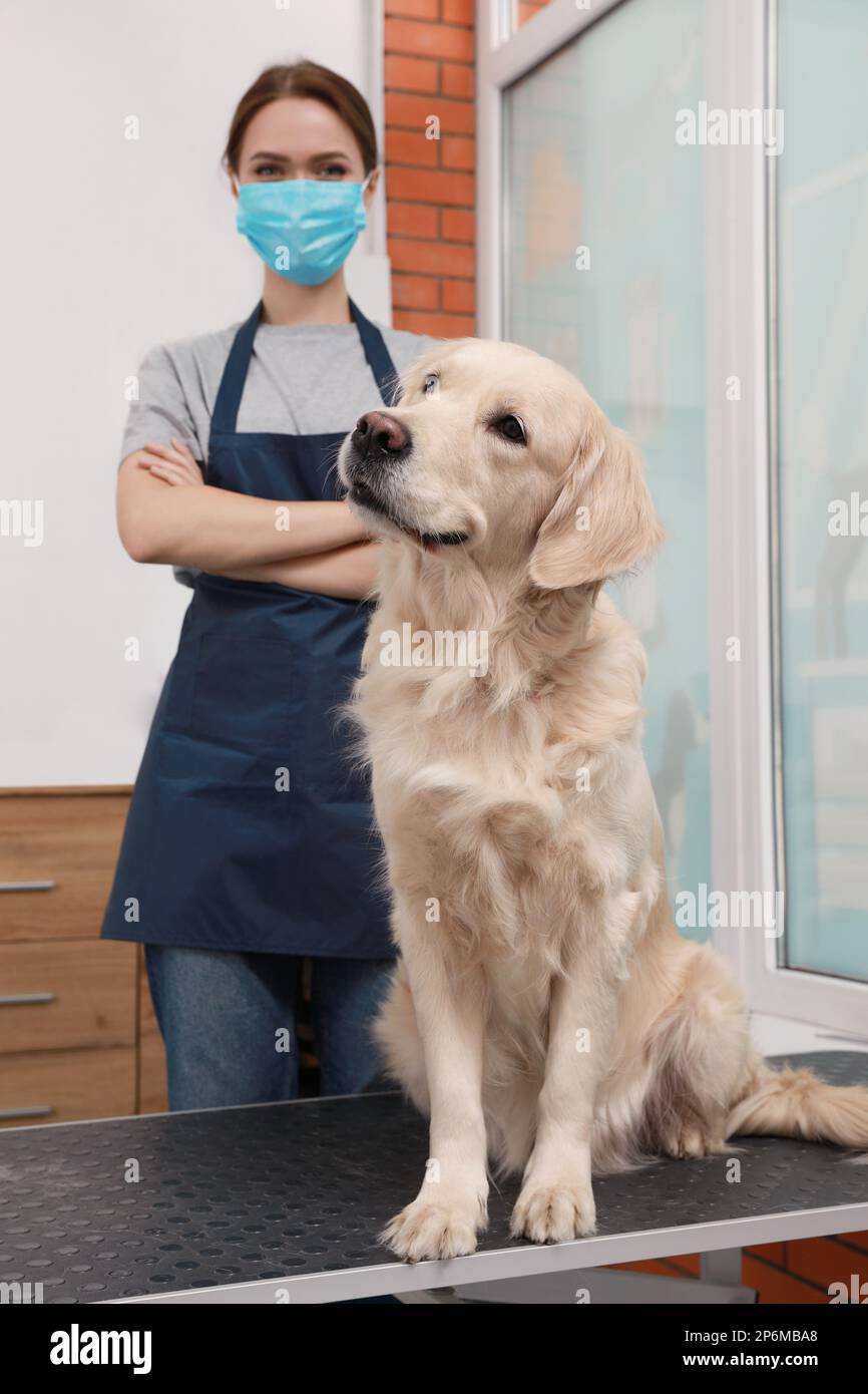 Professioneller Bräutigam mit süßem Hund in einem Schönheitssalon für Haustiere Stockfoto