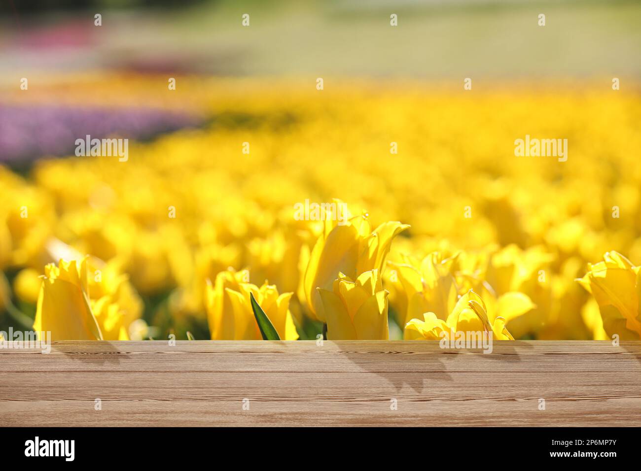 Leere Holzfläche im Feld mit blühenden Tulpen an sonnigen Tagen Stockfoto