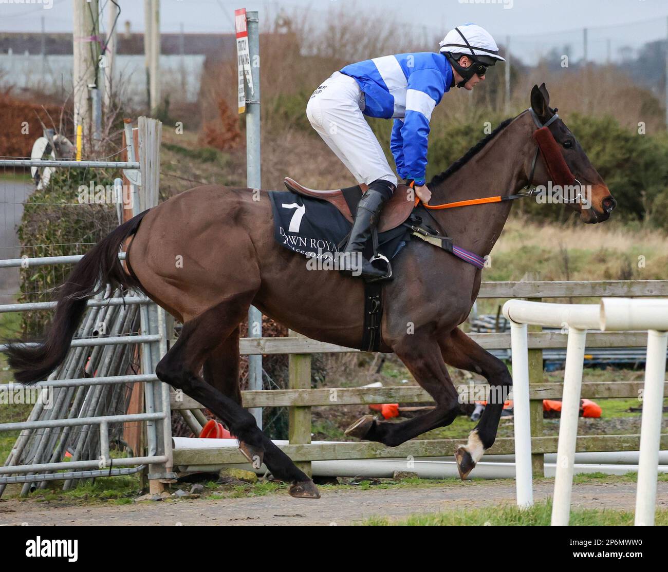 2023 Down Royal Racecourse Lisburn Nordirland. 24. Januar 2023, Aspall Handicap Chase. Rennpferd so Ladylike (7), geritten von Jockey Shane O'Callaghan und ausgebildet von C A McBratney. Stockfoto