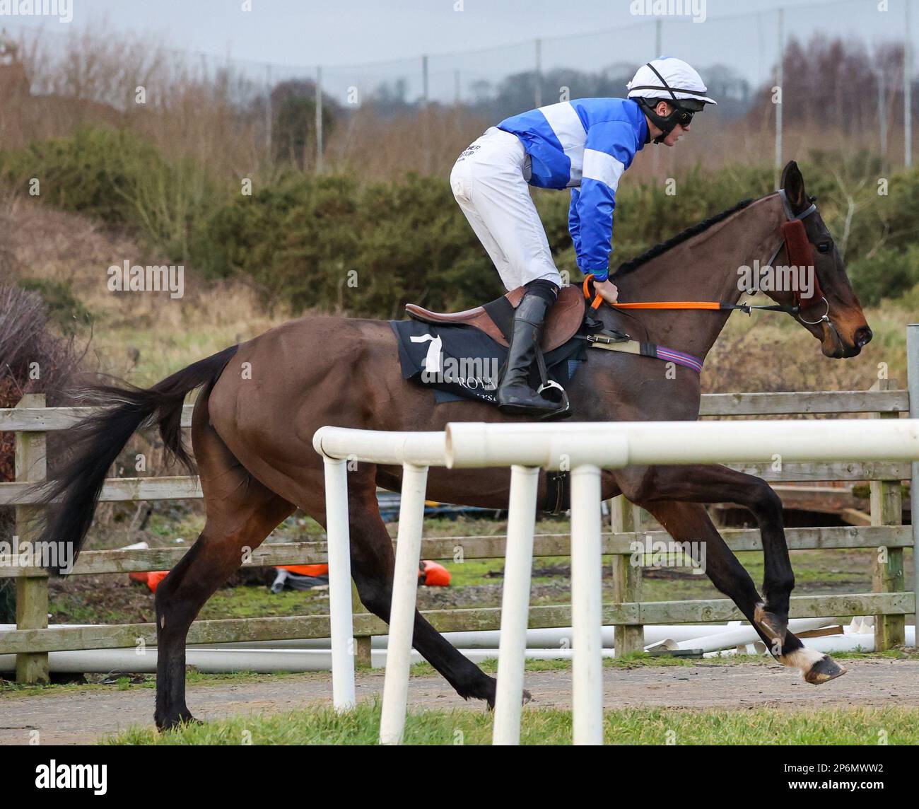 2023 Down Royal Racecourse Lisburn Nordirland. 24. Januar 2023, Aspall Handicap Chase. Rennpferd so Ladylike (7), geritten von Jockey Shane O'Callaghan und ausgebildet von C A McBratney. Stockfoto