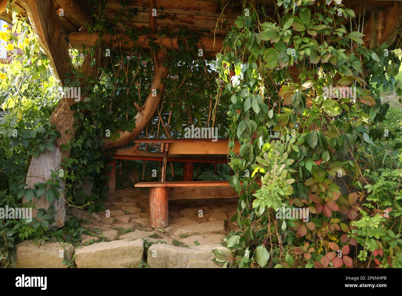 Tisch und Bänke unter einem mit Weinrebe bedeckten Holzdach Stockfoto