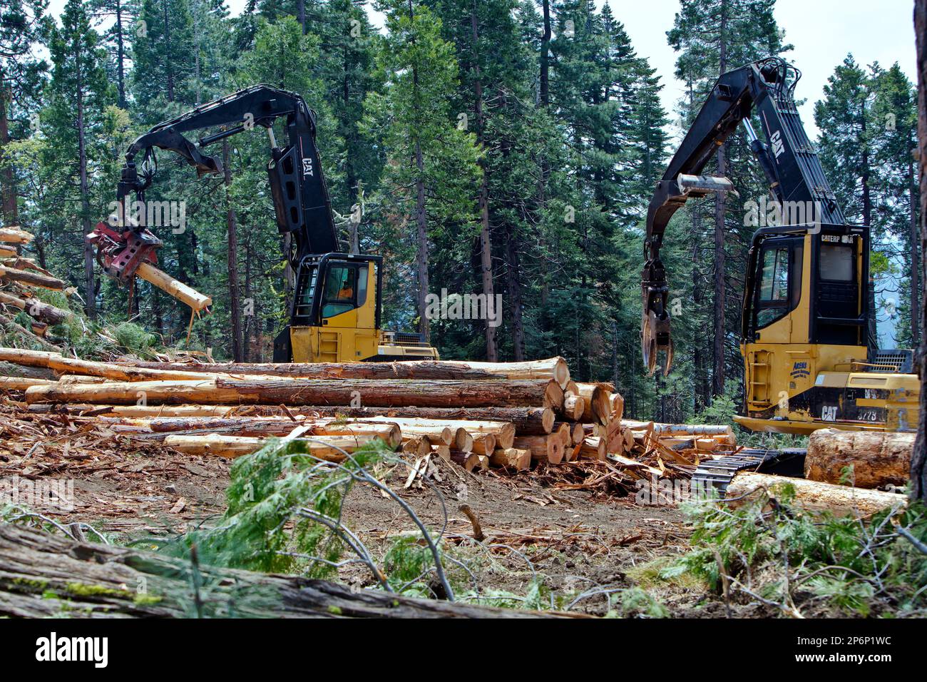 Verarbeitung geernteter Stämme, Caterpillar-Holzlader und Schäler mit Kettenladebordausleger, die an Deck arbeiten. Stockfoto