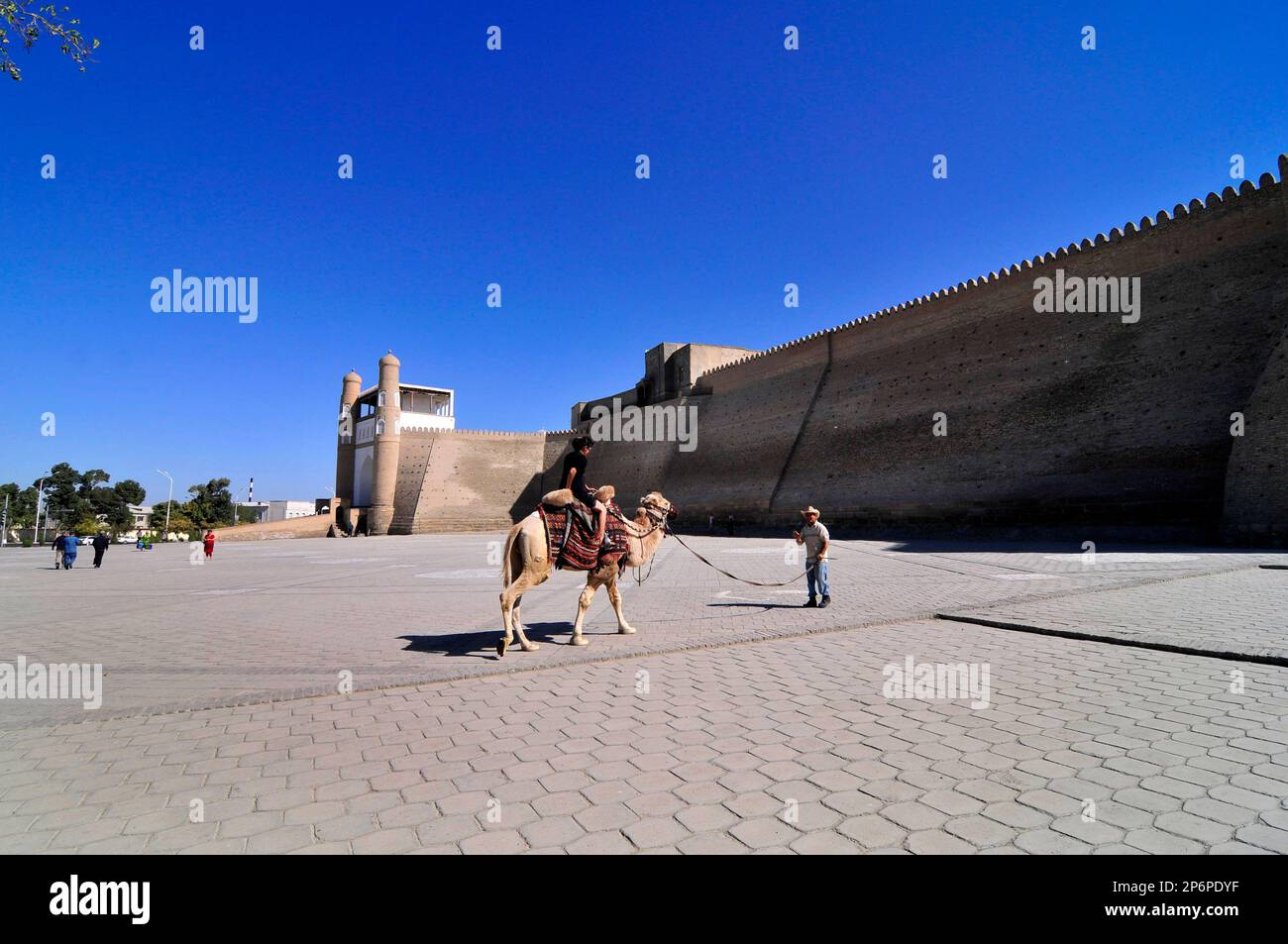 Eine einheimische usbekische Frau sitzt auf einem Kamel an der Arche Bukhara, einer riesigen Festung im Herzen der Altstadt von Bukhara, Usbekistan. Stockfoto