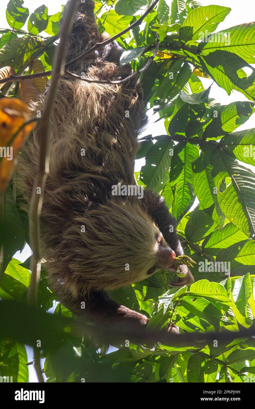 Guapiles, Costa Rica - Ein Hoffmanns Zweizehenfaultier (Choloepus hoffmanni). Stockfoto