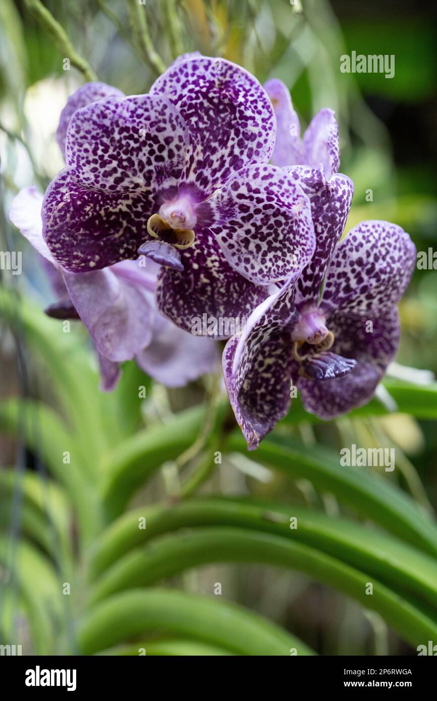 Vanda Kulwadee Duft, Epidendroideae Orchid, Tropical Dream Center, Motobu, Okinawa, Japan Stockfoto
