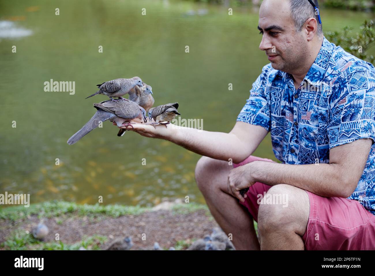 Kaneohe, Oahu, Hawaii, USA, - 7. Februar, 2023: Taube landet auf der Hand eines Mannes, um Samen zu essen Stockfoto