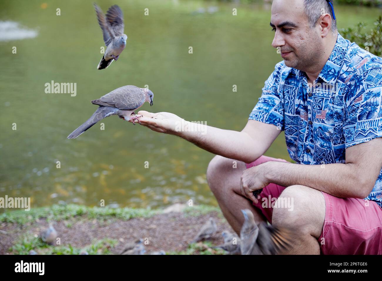 Kaneohe, Oahu, Hawaii, USA, - 7. Februar, 2023: Taube landet auf der Hand eines Mannes, um Samen zu essen Stockfoto