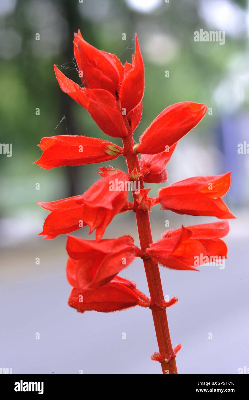 Dornrosenfoto, Rosenblume im Morgentau, Wassertropfen auf einer Blume, Hornrose, wunderschöne Blume, Blume aus der Nähe, Rosenblütenfoto, Blumenfoto, m Stockfoto