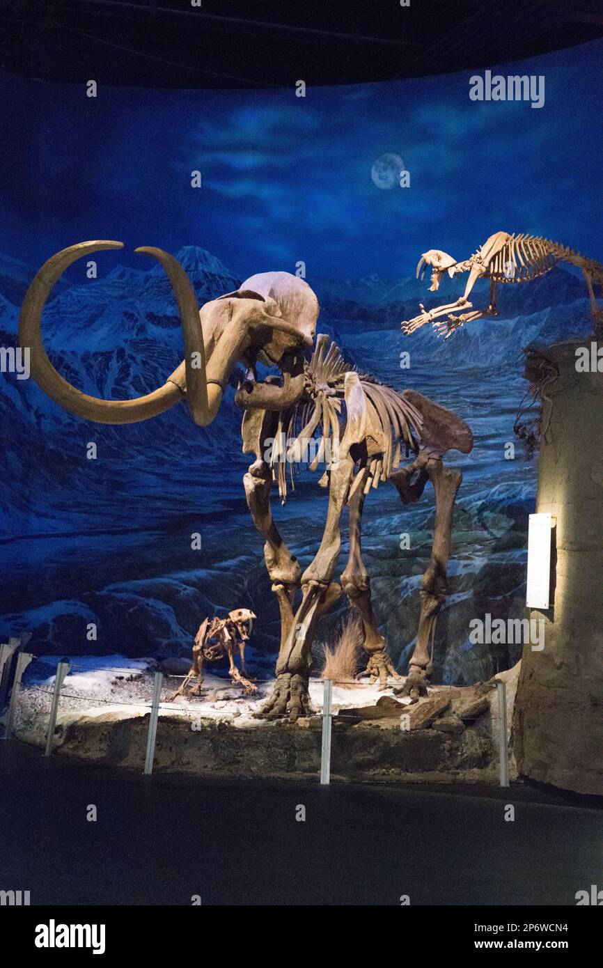 Ein wolliges Mammut-Fossil Stockfoto