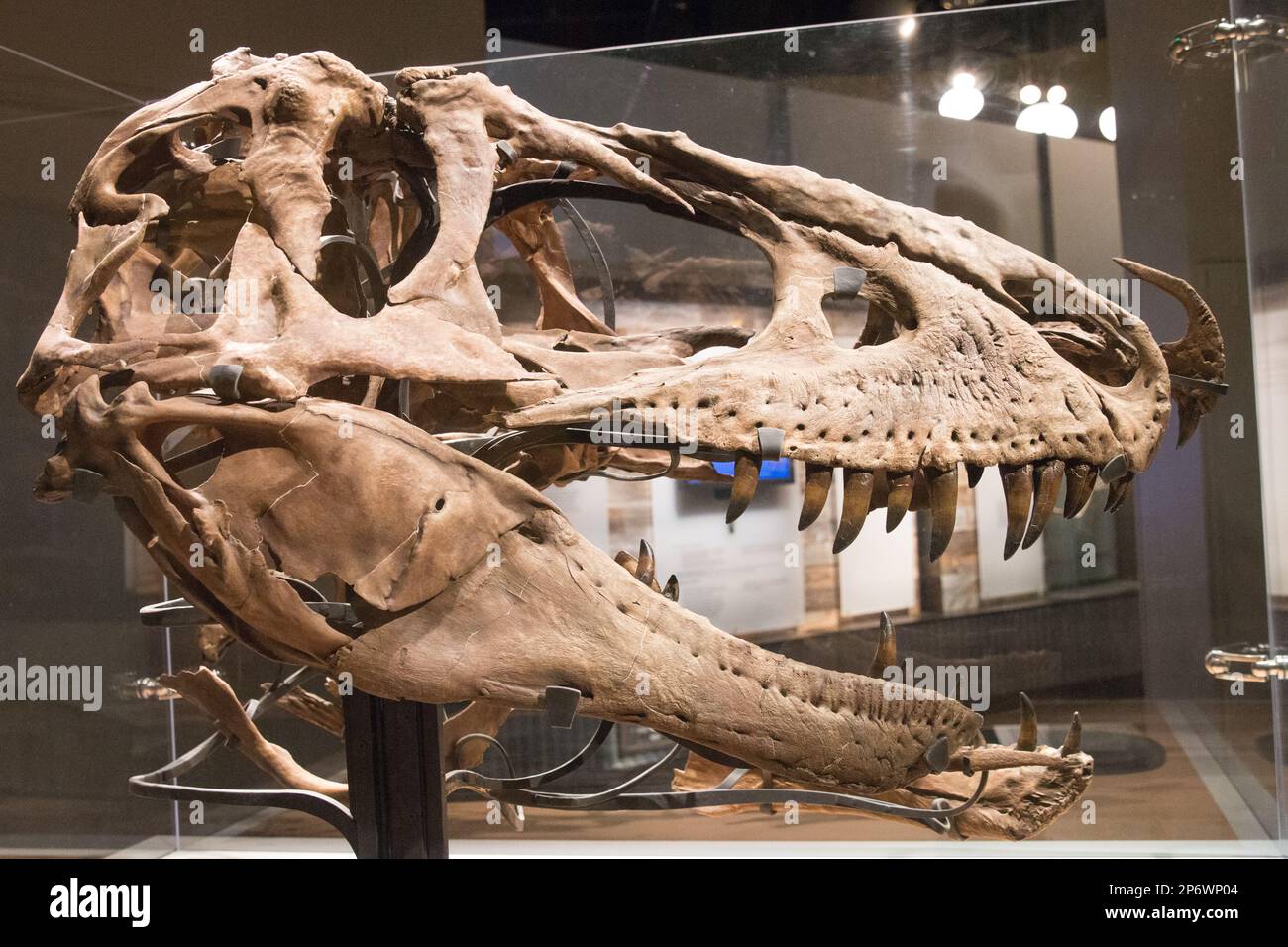 Tyrannosaurus-Schädel Stockfoto