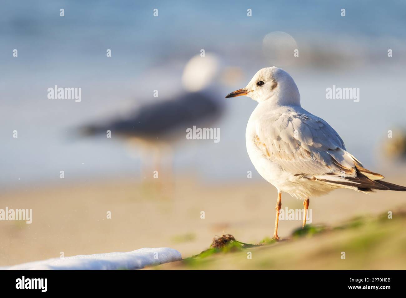 Möwe am Strand Sand gegen das Meer. Stockfoto