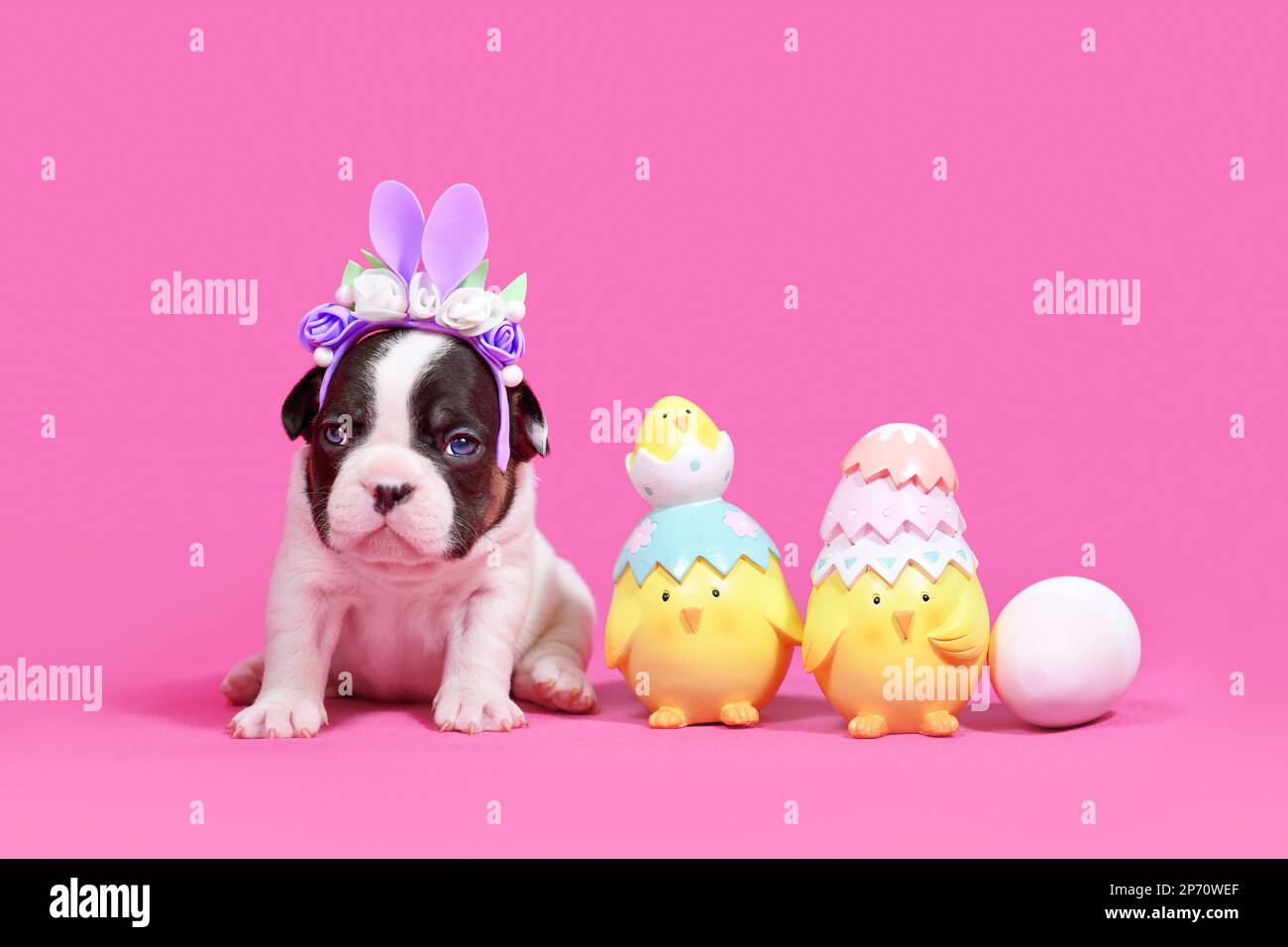 Hellbrauner französischer Bulldog mit Osterhäschen neben Küken und Eiern auf pinkfarbenem Hintergrund mit Kopierbereich Stockfoto