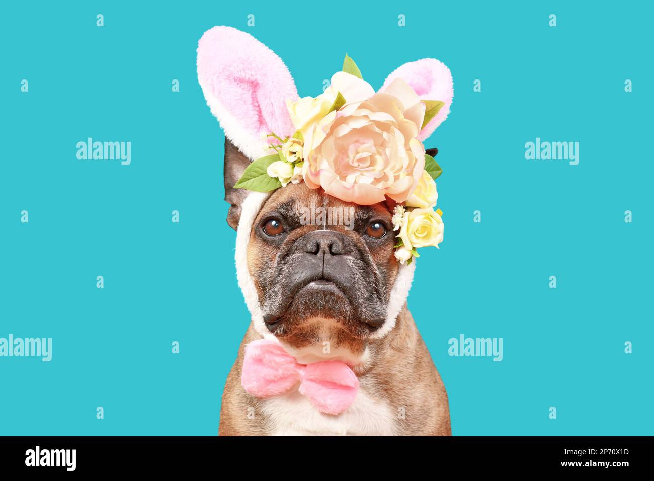 Französischer Bulldog mit Osterhäschen-Kostüm Ohrbügel mit Rosenblumen auf blauem Hintergrund Stockfoto