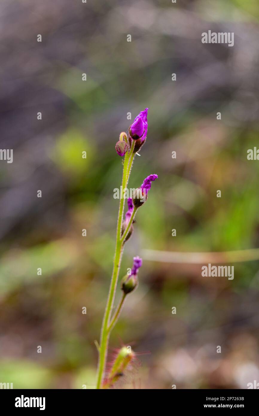 Blumenstiel von Drosera liniflora Stockfoto