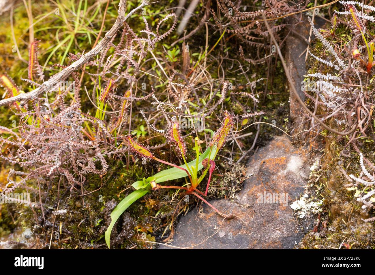Drosera capensis im Bain's Kloof Stockfoto