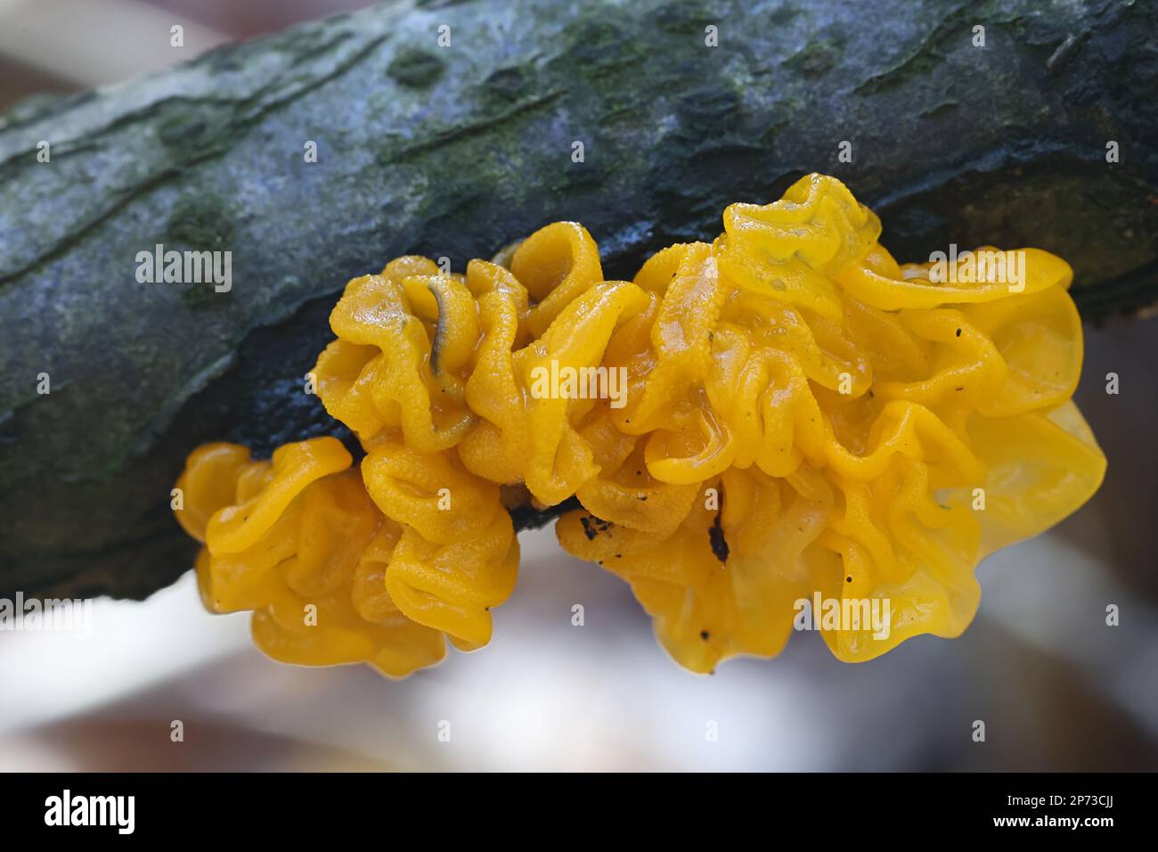 Tremella mesenterica, bekannt als gelbes Gehirn, goldener Gelee-Pilz, gelber Trembler oder Hexenbutter, wilder Pilz aus Finnland Stockfoto