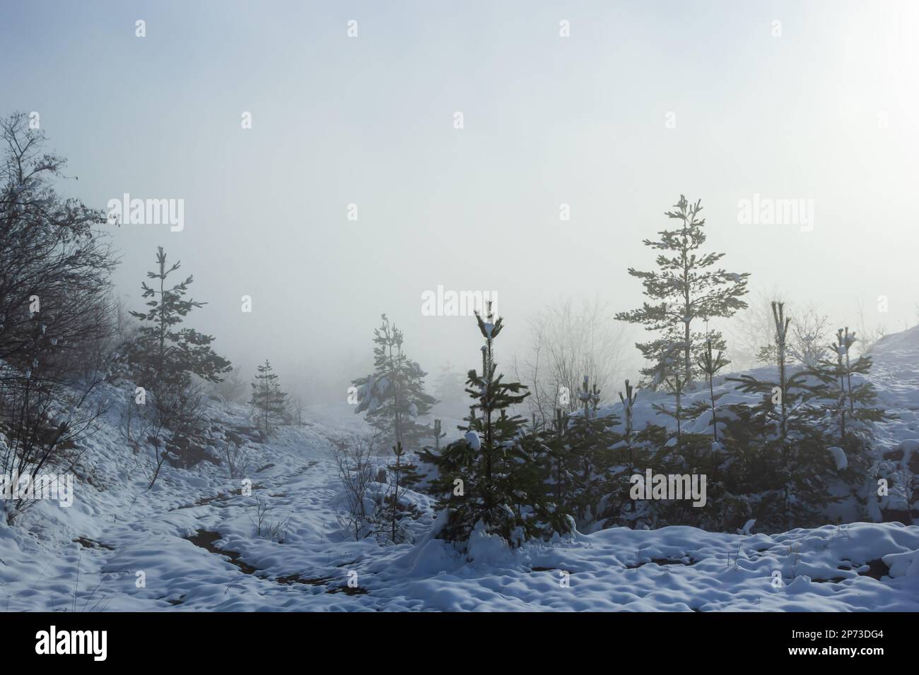 Winter verschneite frostige Landschaft. Der Wald ist schneebedeckt. Frost und Nebel im Park. Stockfoto