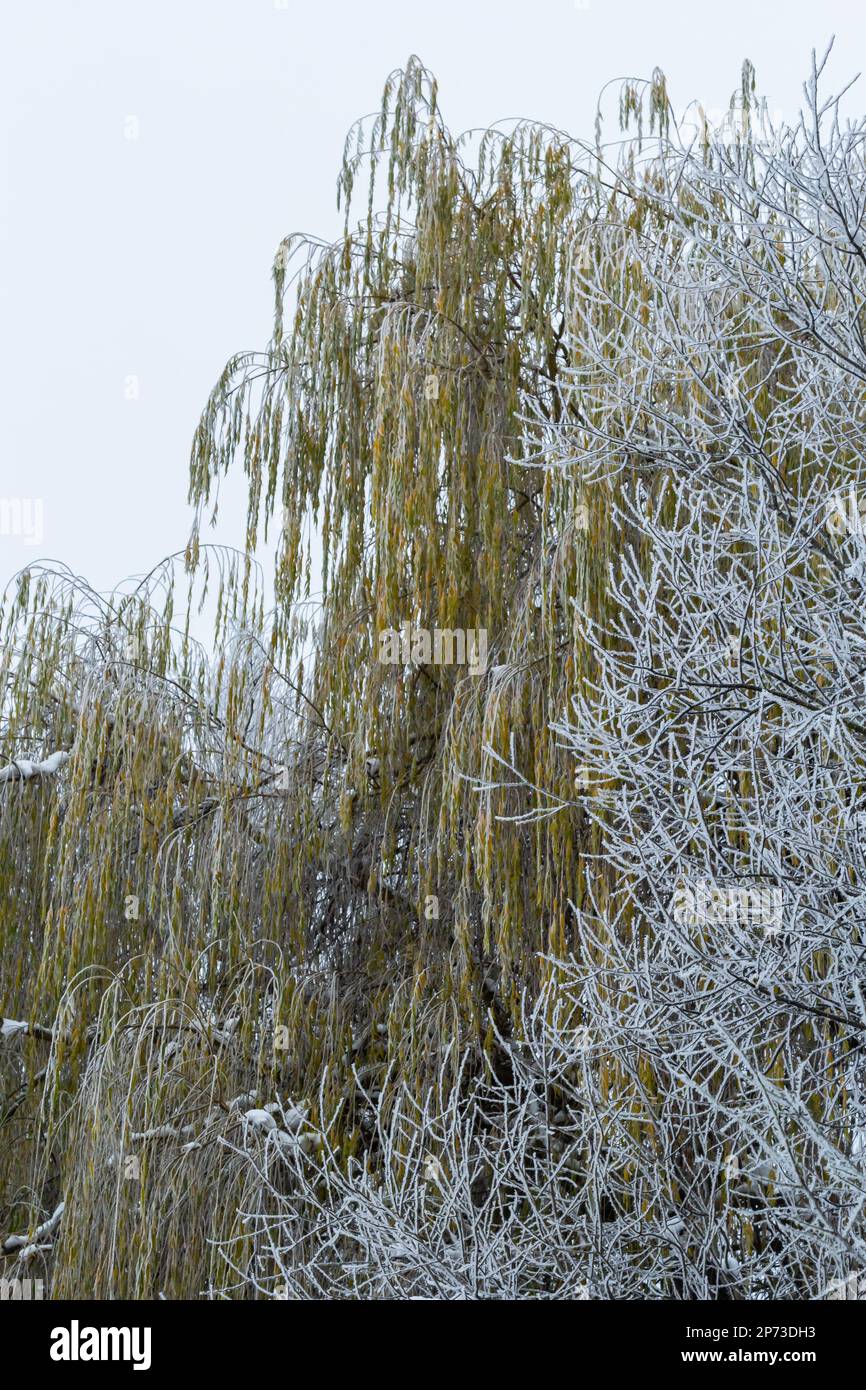 Weinweide mit Eisnebel bombardiert. Frost auf Baumästen bei Frostwetter. Stockfoto