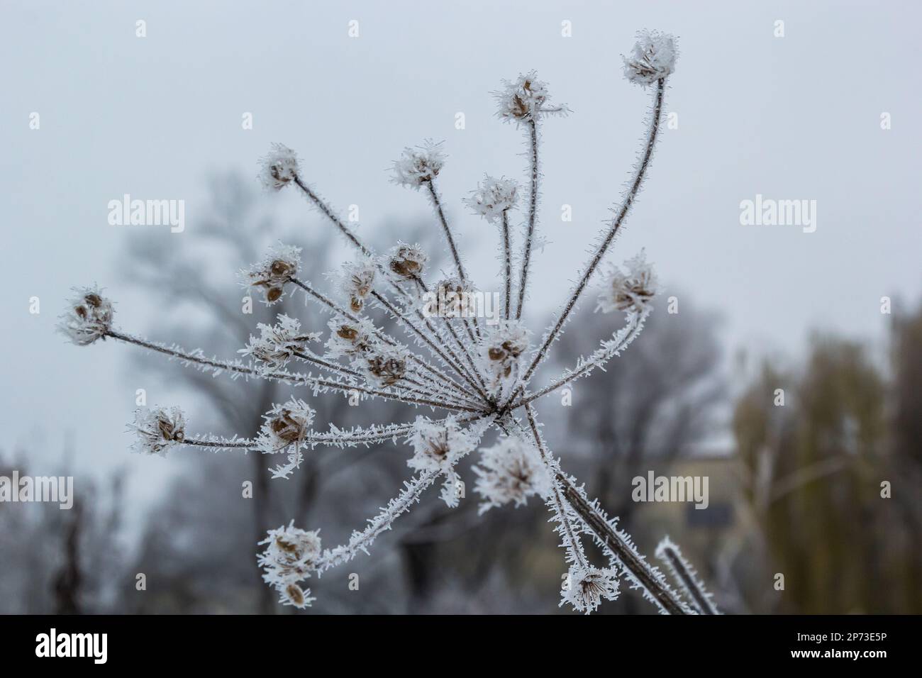 Frost auf einem Zweig, weiße Frostkristalle auf einem Zweig. Frostiger, nebeliger Morgen im Winter, frostiges Wetter. Stockfoto