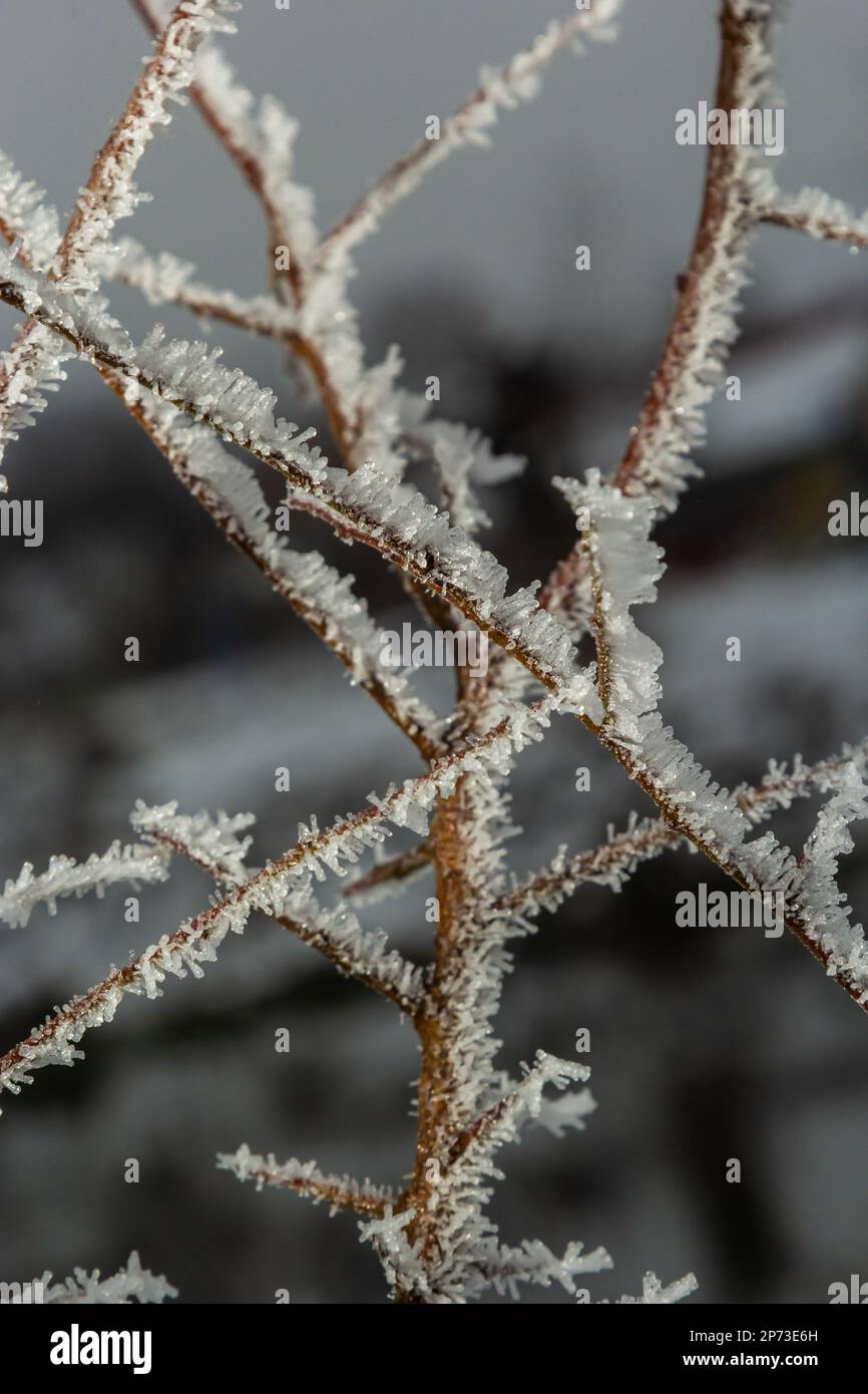 Frost auf einem Zweig, weiße Frostkristalle auf einem Zweig. Frostiger, nebeliger Morgen im Winter, frostiges Wetter. Stockfoto