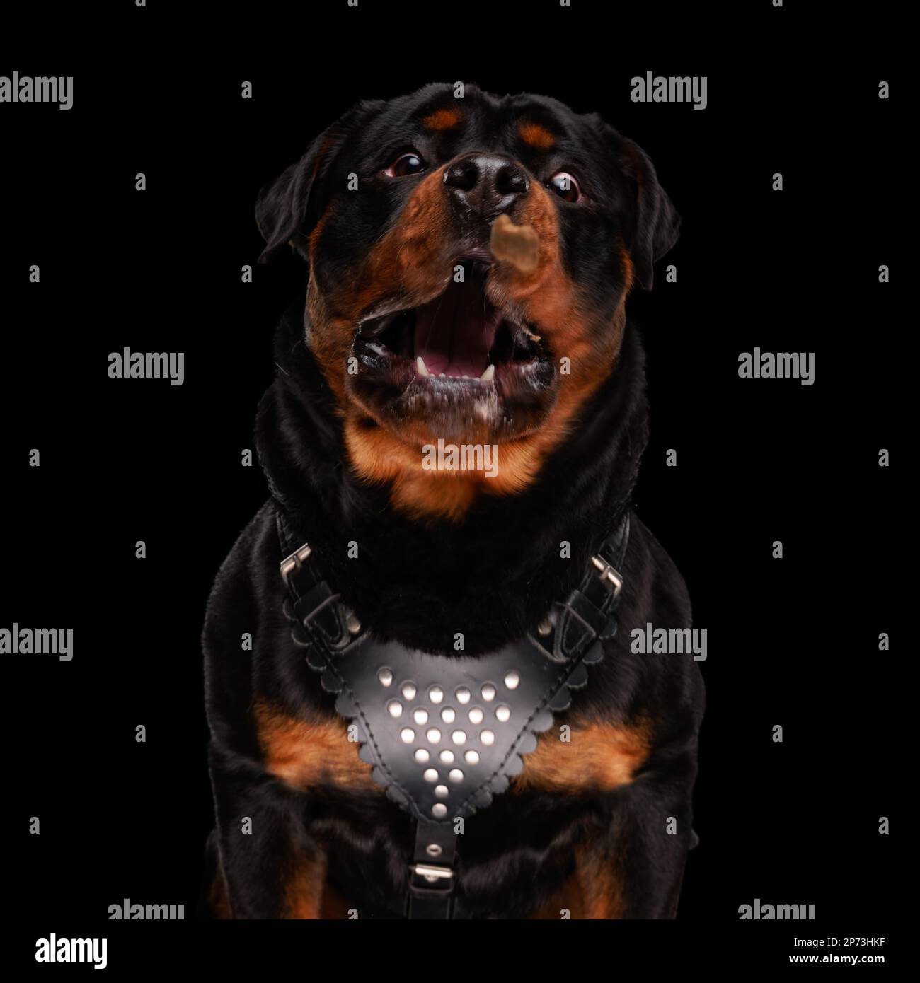 Lustiger Rottweiler-Hund, der verzweifelt ist und dringend Essen braucht, auf schwarzem Hintergrund Stockfoto
