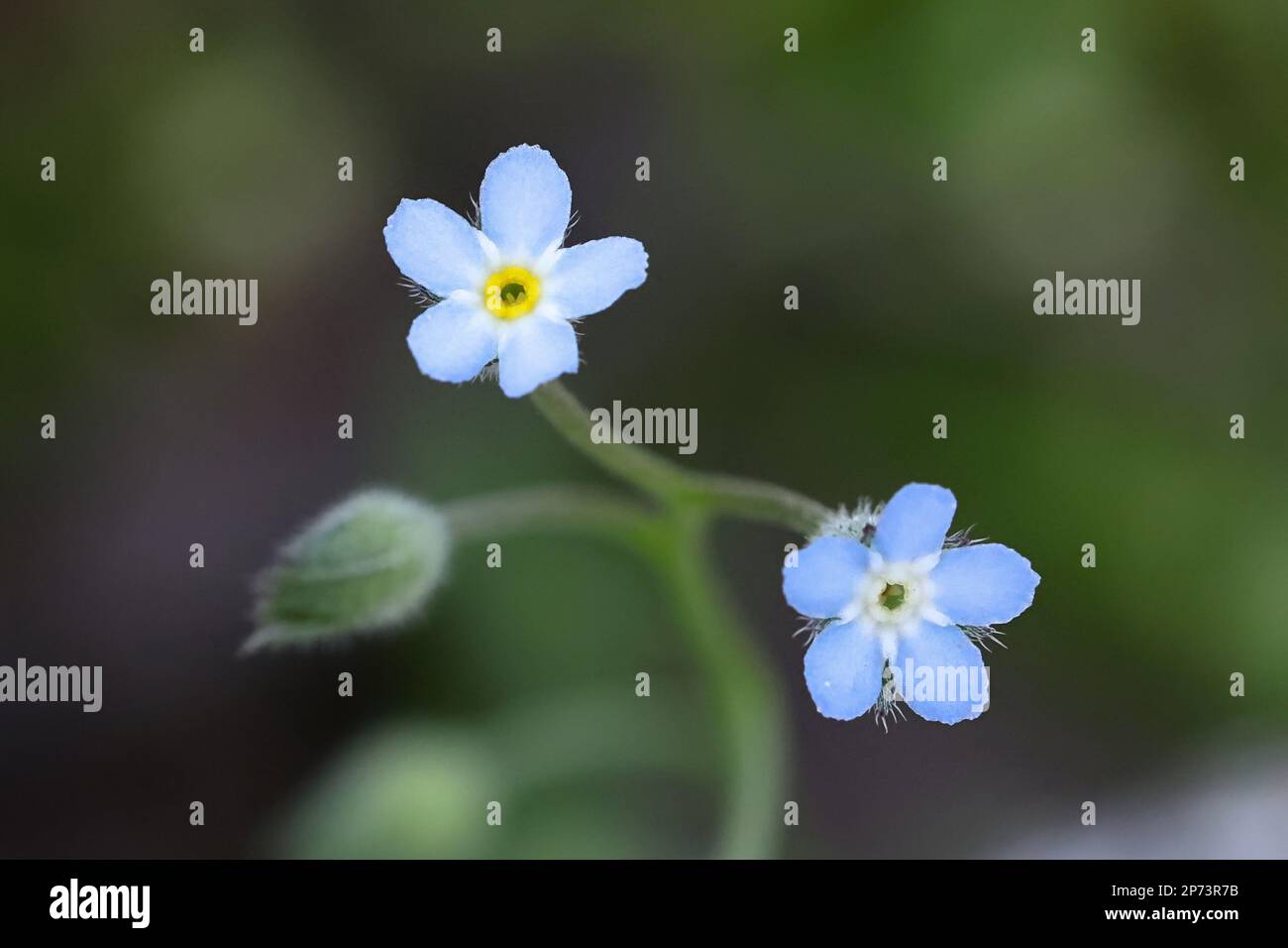 Feld vergessen-mich-nicht, Myosotis arvensis, auch bekannt als gemeinsame vergessen-mich-nicht, Wildblume aus Finnland Stockfoto