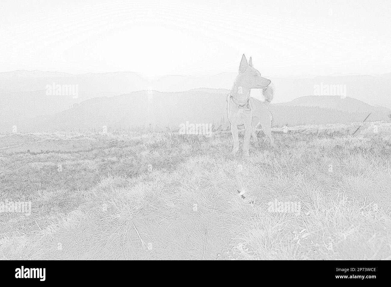 Ein Hund auf einem Berg im Sonnenlicht, der eine handgezeichnete Skizze eingraviert. Schwarz-weiße Bleistiftdrucke mit körniger Textur. Fotorealistisches Zeichnen Stockfoto