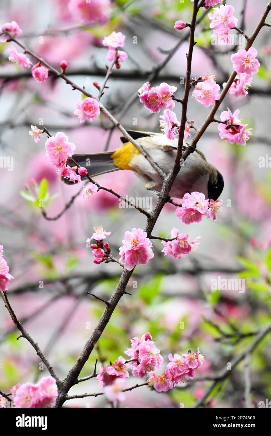 RENHUAI, CHINA - 8. MÄRZ 2023 - Ein Vogel spielt In voller Blüte auf einem Zweig in Renhuai City, Provinz Guizhou im Südwesten Chinas, 8. März 2023. Stockfoto